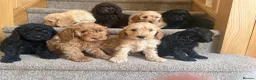 Australian Labradoodle dogs for sale: Stunning Miniature Australian Labradoodles  - Advert 1