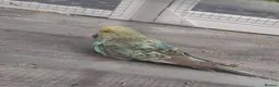 Budgerigars birds for sale: Adult show type blue budgies - Advert 16
