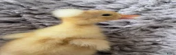 Ducks poultry for sale: 2 ducklings white crested and Cayuga x crested  - Advert 6
