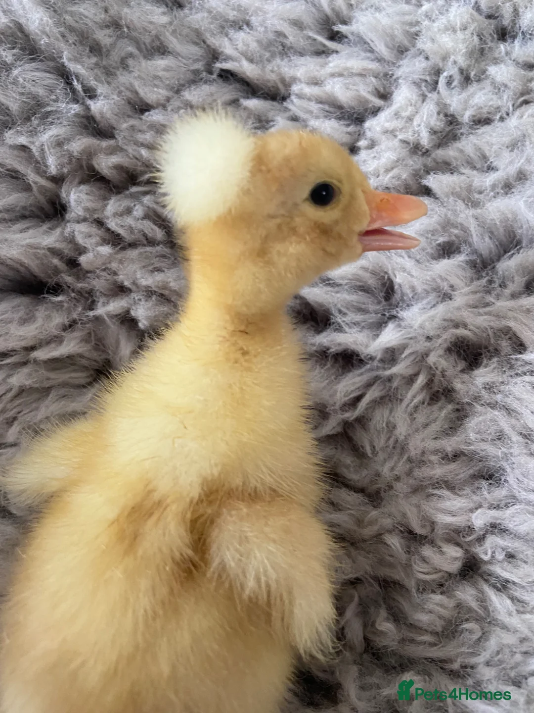 Ducks poultry for sale: 2 ducklings white crested and Cayuga x crested  - Advert 6
