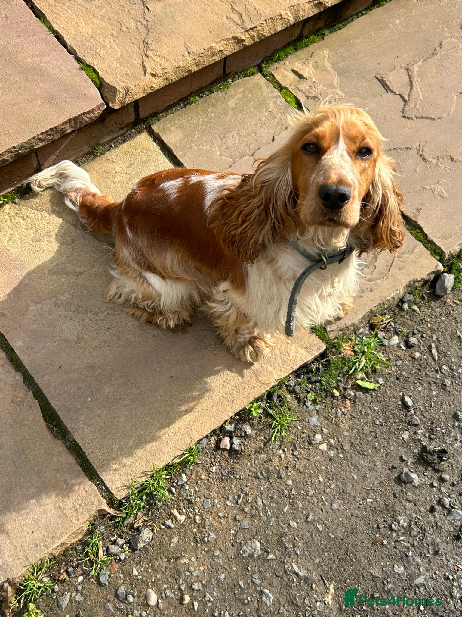Cocker Spaniel dogs gorgeous cocker spaniel puppies available  - Advert 2