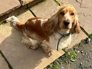 Cocker Spaniel dogs gorgeous cocker spaniel puppies available - Advert 2