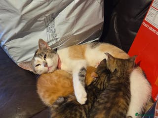 Mixed Breed cats Torti n tabby girls - Advert 1