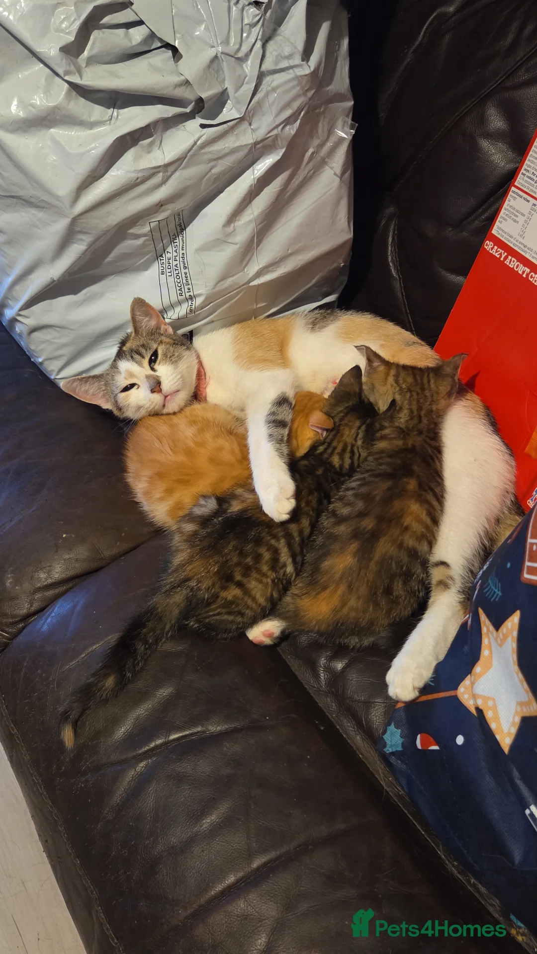 Mixed Breed cats for sale: Torti n tabby girls - Advert 1