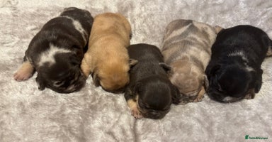 French Bulldog dogs - Advert 4