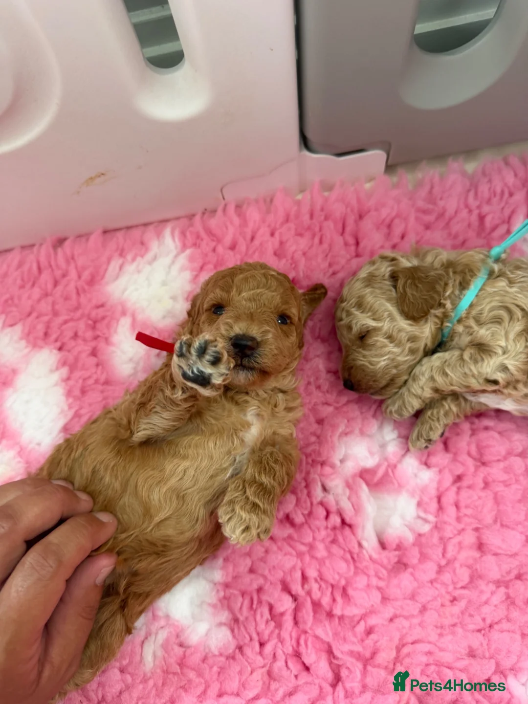 Labradoodle dogs for sale: Extensively DNA  ToY/mini labradoodle parents DNA  - Advert 35