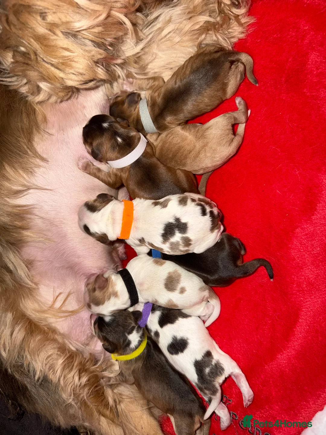 Cocker Spaniel dogs for sale: Showtype Cocker spaniel pups KC registered  - Advert 13