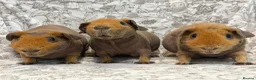 Guinea Pig rodents for sale: Skinny pig, werewolf and Baldwin youngsters/babies - Advert 1