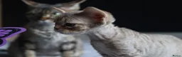 Devon Rex cats for sale: 🎉Beautiful, healthy and full pedigree Devon Rex🎉 - Advert 17