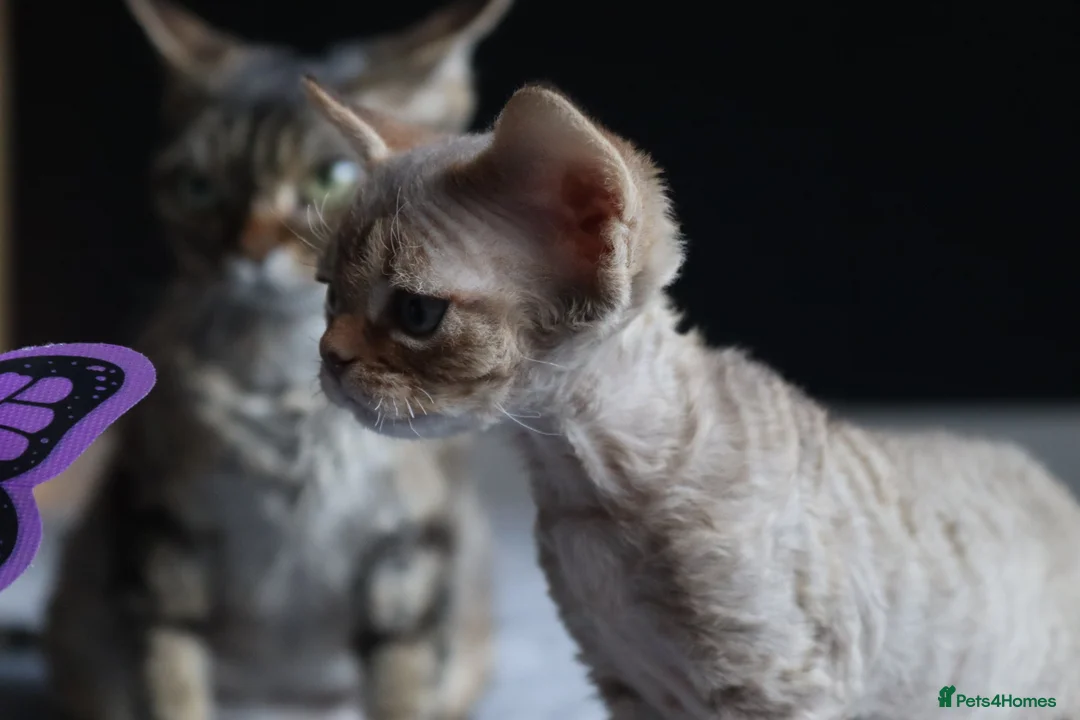 Devon Rex cats for sale: 🎉Beautiful, healthy and full pedigree Devon Rex🎉 - Advert 17
