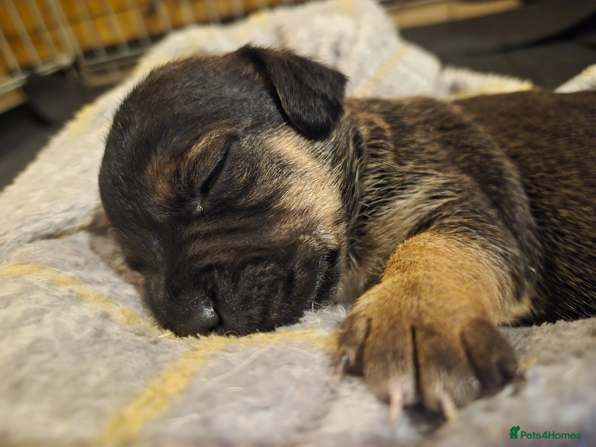 Mixed Breed dogs Jackrussles border  - Advert 17