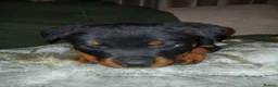 Rottweiler dogs for sale: 11 week old rottweiler bitch for sale £900 in Wakefield - Advert 3
