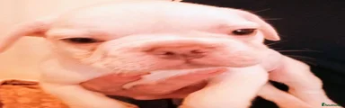 French Bulldog 2