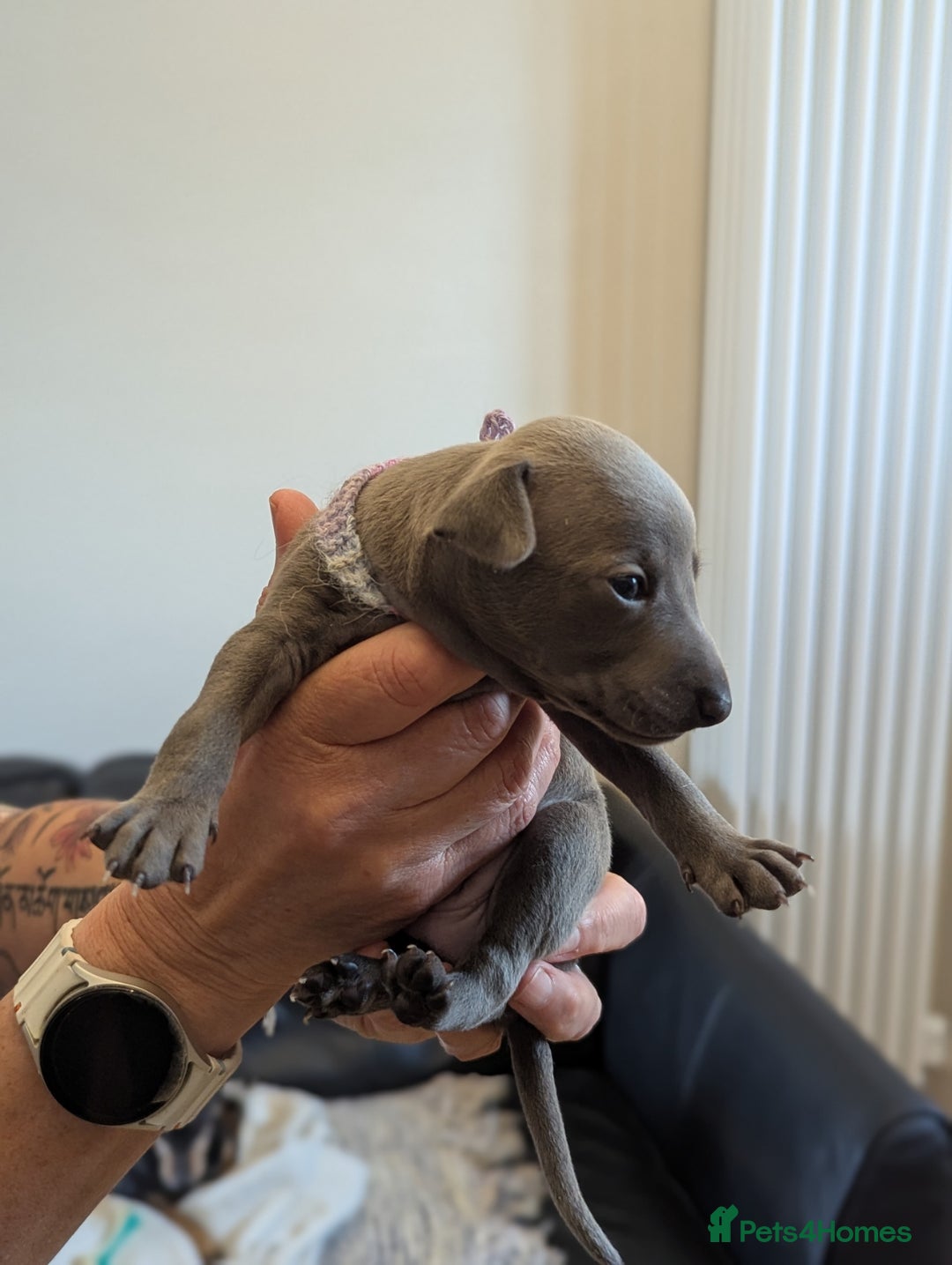 Italian Greyhound dogs for sale: Blue Italian Greyhound Puppies KC reg - Image 15