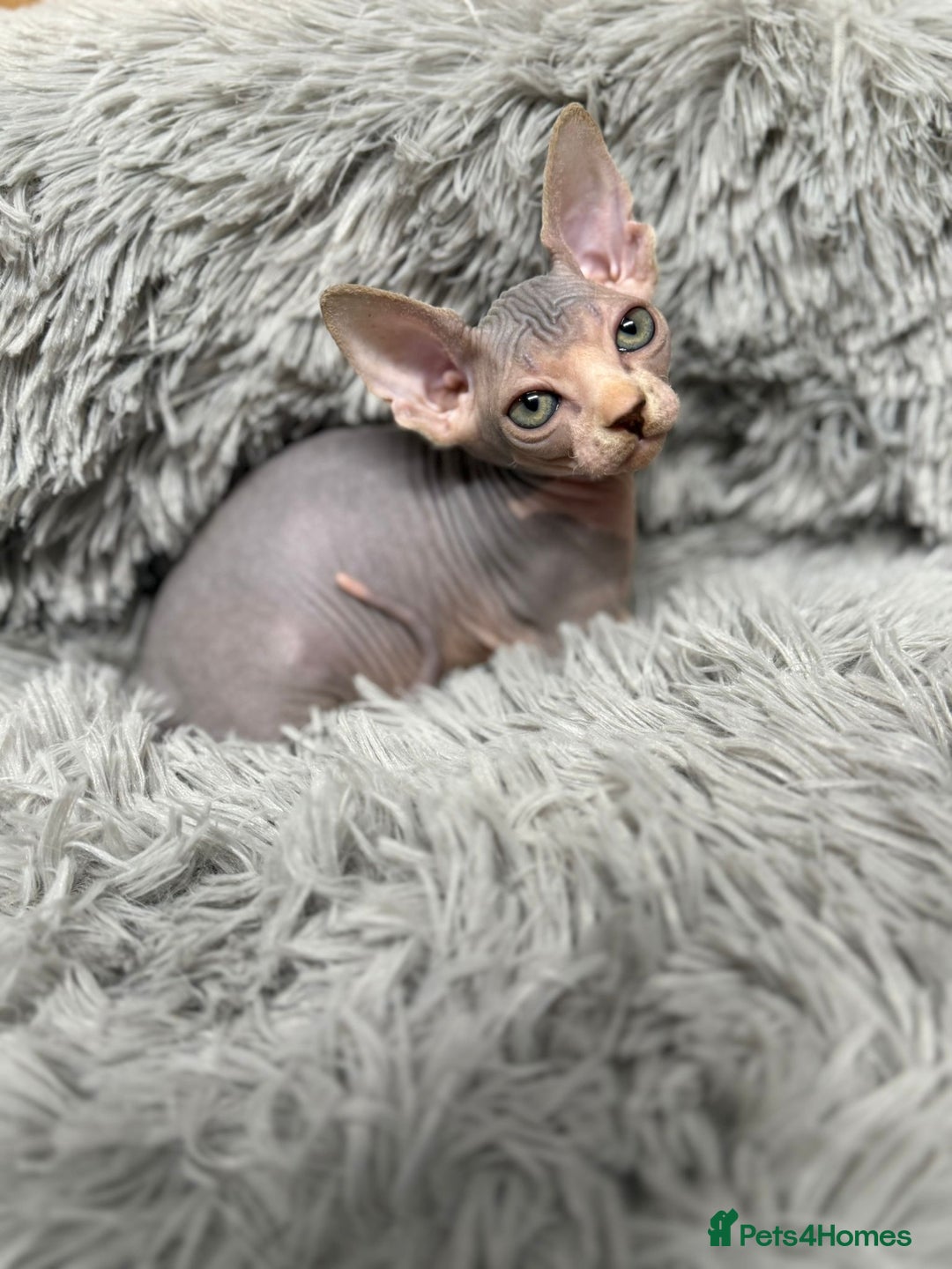 Sphynx cats for sale: TICA Reg Sphynx Kittens, Extensive Genetic Testing - Advert 3