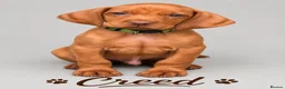Hungarian Vizsla dogs for sale: 1 x KC registered Hungarian vizsla puppy £1600 - Advert 27