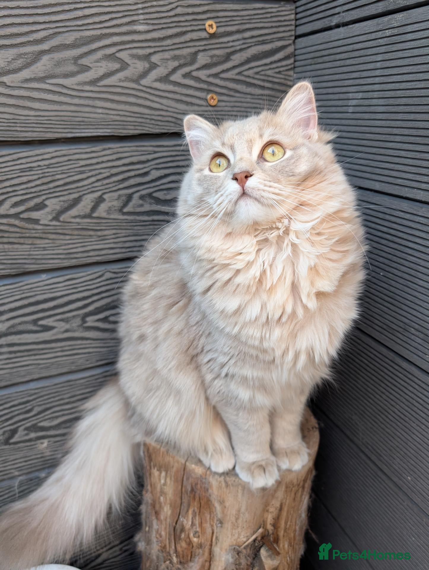 Ragdoll cats Females ragdoll as a pet or breeding  - Advert 2