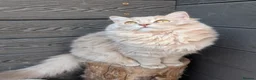 Ragdoll cats for sale: Females ragdoll as a pet or breeding  - Advert 2