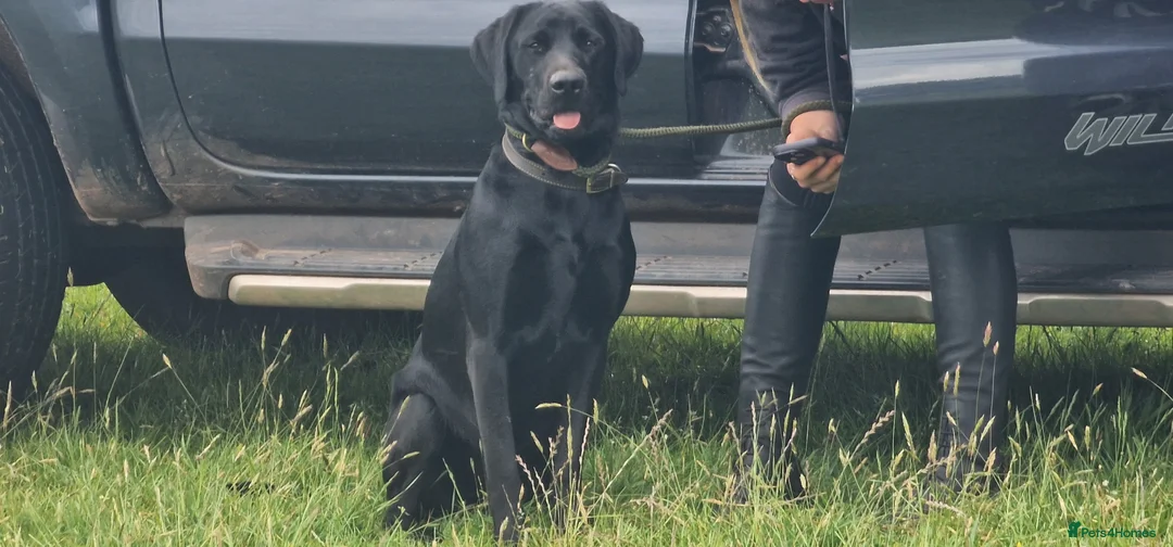 Labrador Retriever dogs for stud: KC Health Tested Labrador Stud 0/0 Hips/ Elbows - Advert 9