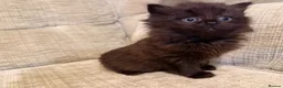 Mixed Breed cats for sale: Fluffy Kittens – Nibelung-Like Appearance  in Corby - Advert 11