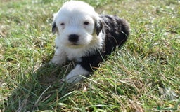 Old English Sheepdog dogs for sale: Stunning Old English Sheepdog Puppies KC Reg - Image 21