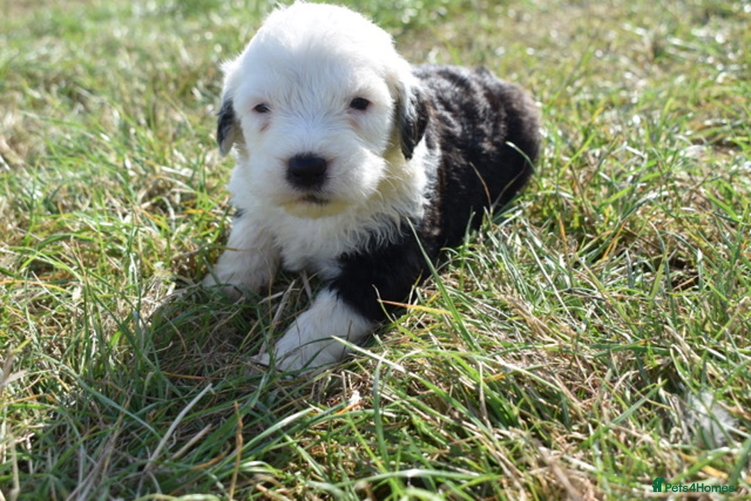 Old English Sheepdog dogs for sale: Stunning Old English Sheepdog Puppies KC Reg - Image 21