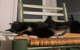 Mixed Breed cats for sale: Bengal Mix- Ready! 4/6 left  - Image 6