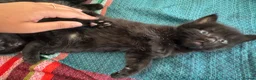 Domestic Shorthair cats for sale: White and black kittens (Currently 1 month) in Croydon - Advert 13