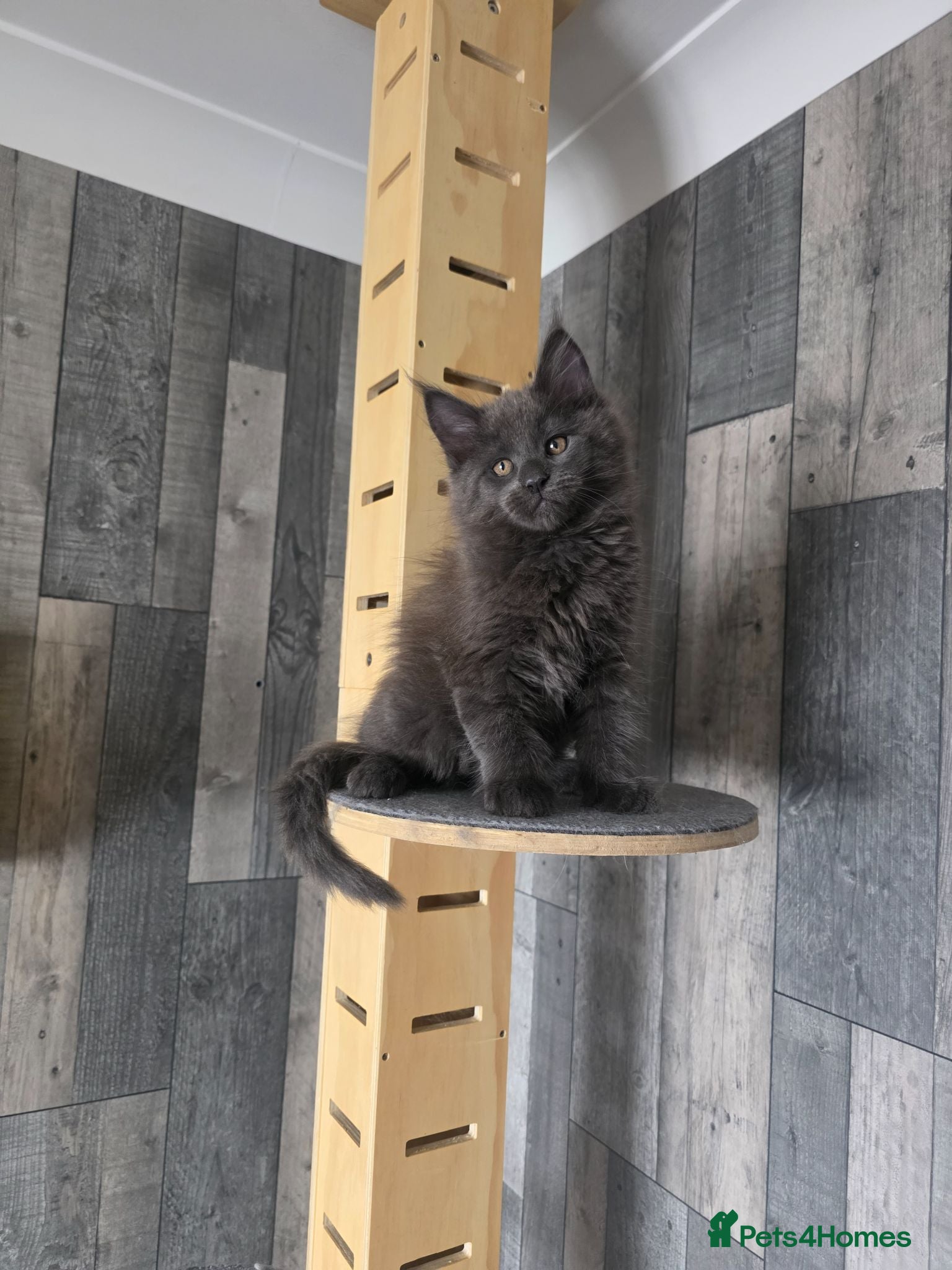 Maine Coon cats MAINE COON 2 boys left - Advert 6