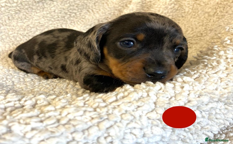 Miniature Dachshund dogs - Advert 6