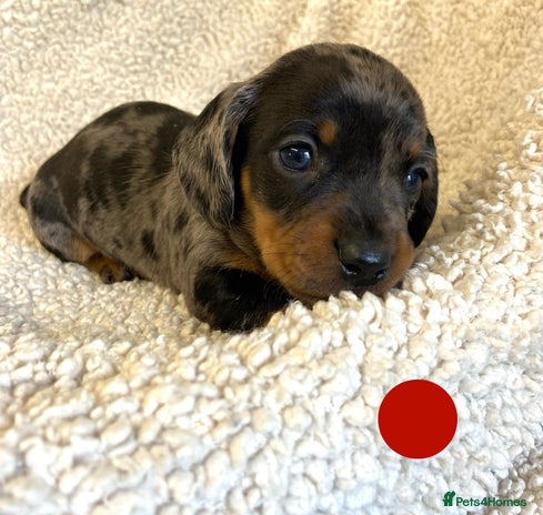 Miniature Dachshund dogs - Advert 6