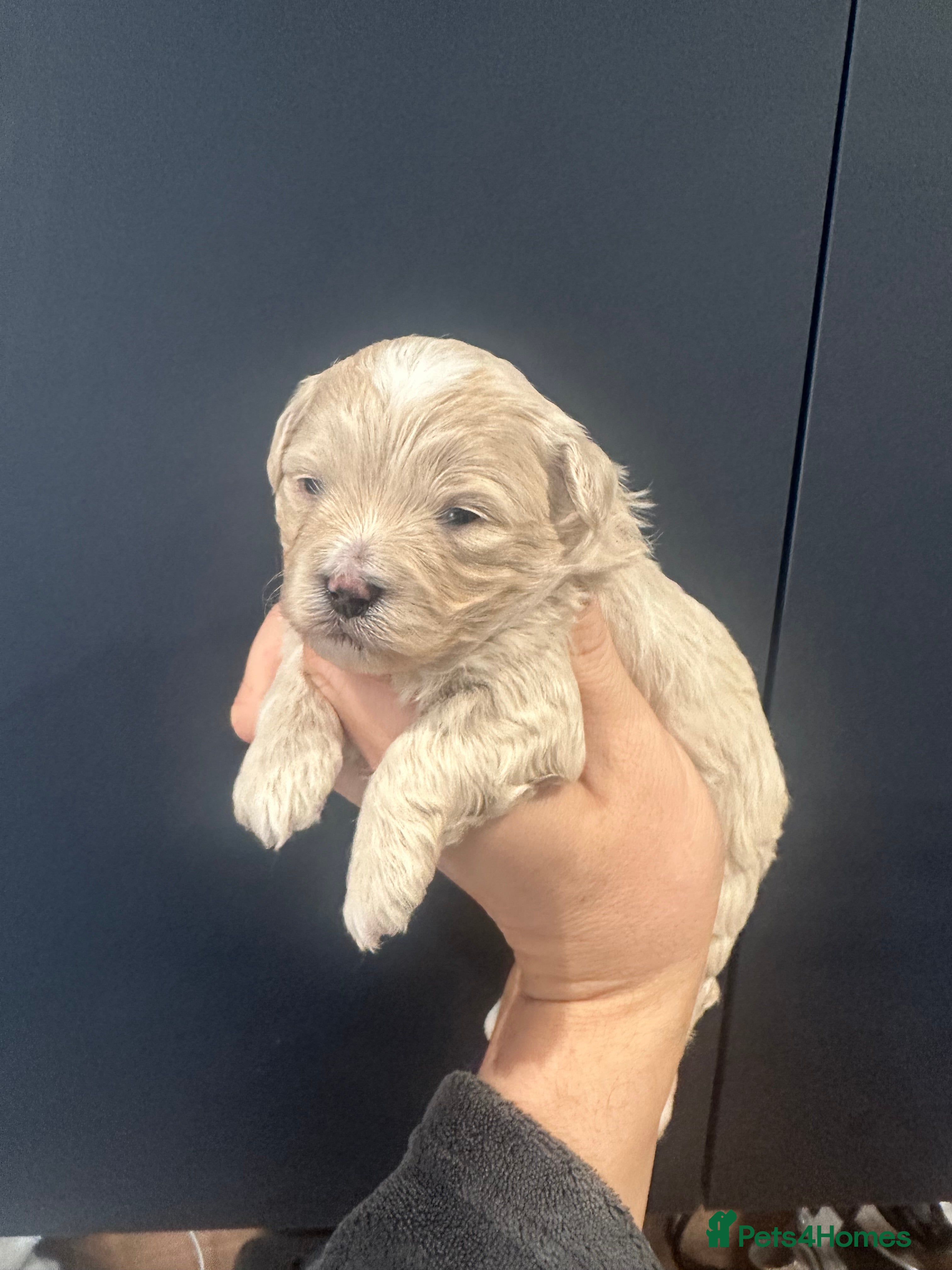 Maltipoo dogs Maltipoo babys - Advert 1