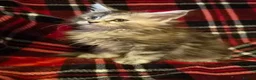 Maine Coon cats for sale: Beautiful Mainecoons  - Advert 7