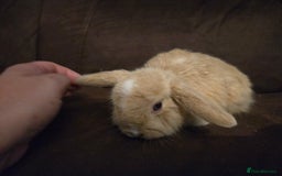 Mini Lop rabbits for sale: Beautiful mini lops  - Image 6