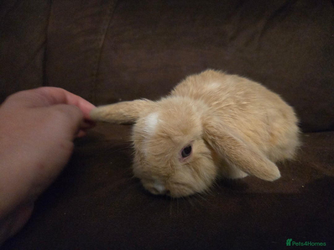 Mini Lop rabbits for sale: Beautiful mini lops  - Image 6