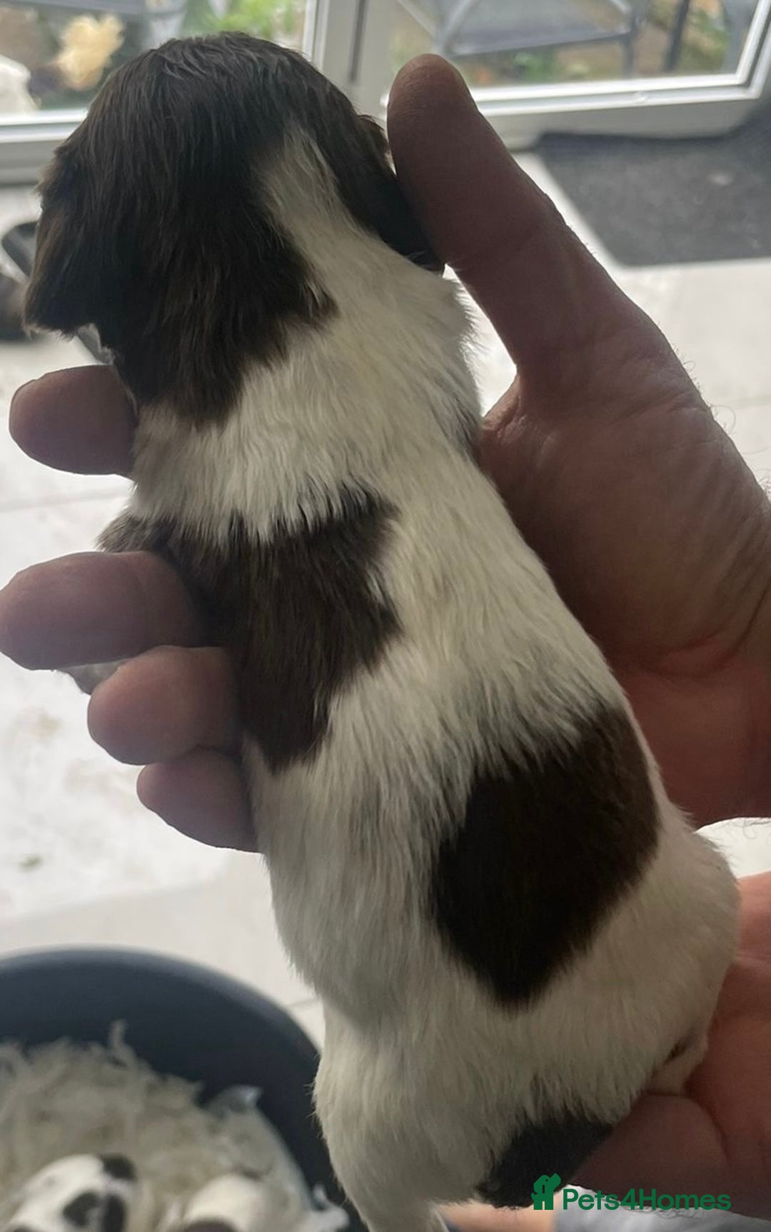 English Springer Spaniel dogs for sale: Beautiful Springer Spaniel working line - Advert 20