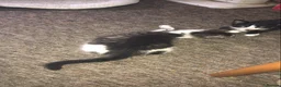 Mixed Breed cats for sale: Miss and her beautiful babies   - Advert 3