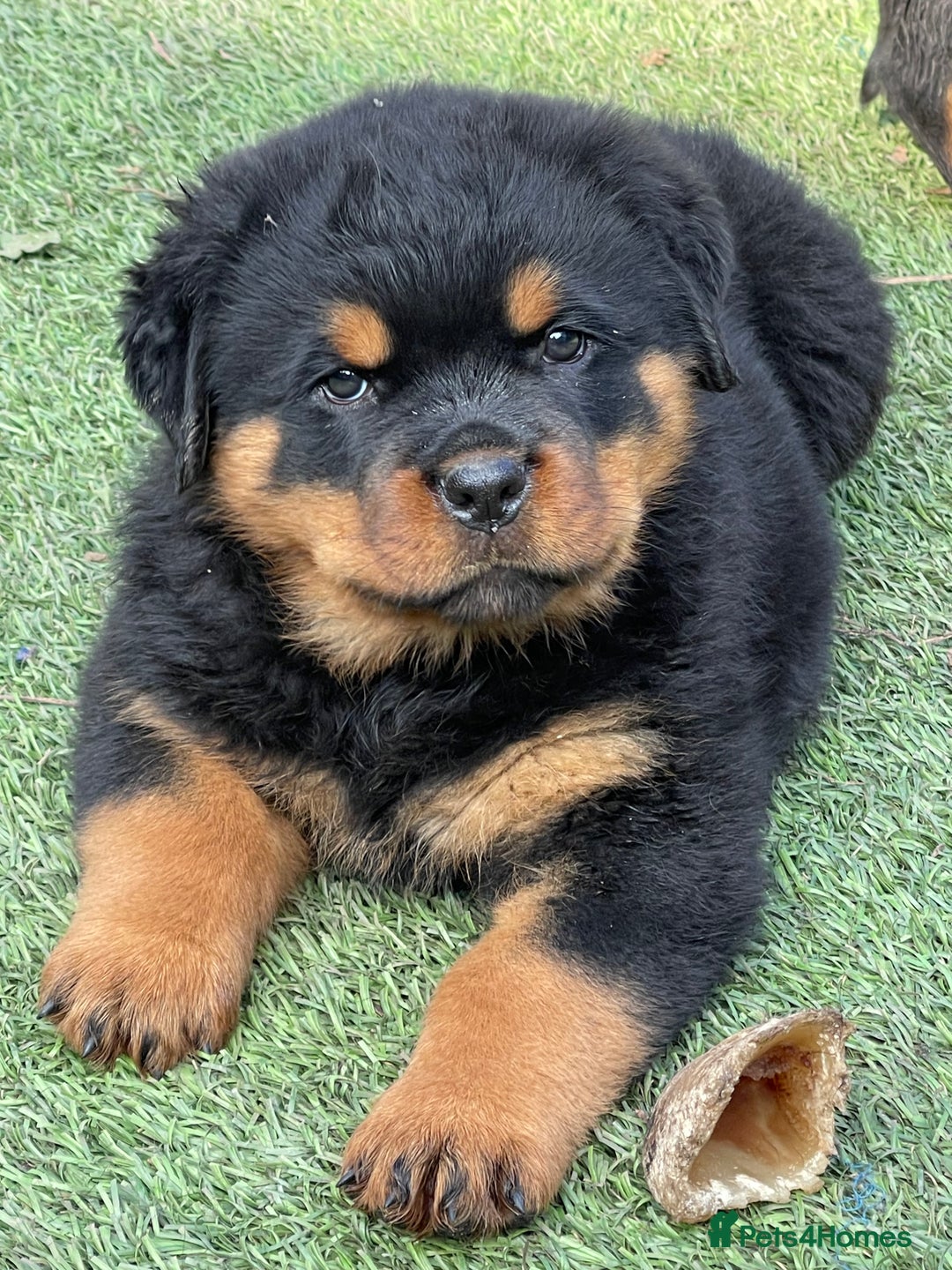 Rottweiler dogs for stud: BEAUTIFUL OLD TYPE BIG BONED ROTTIE! For stud in Mansfield - Advert 13