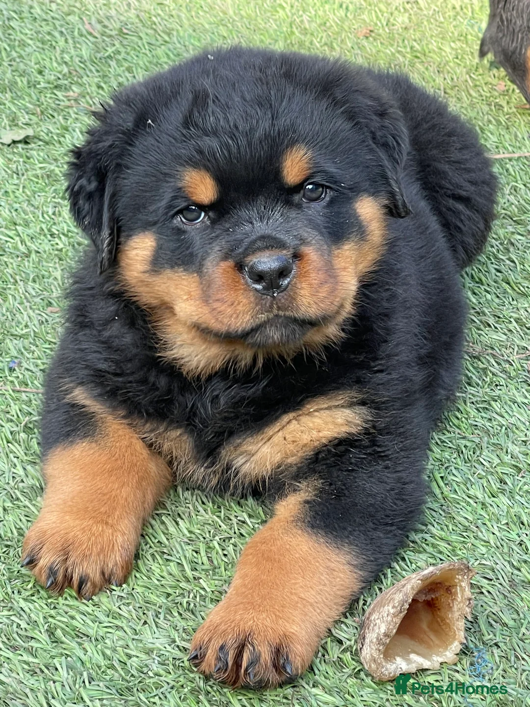 Rottweiler dogs for stud: BEAUTIFUL OLD TYPE BIG BONED ROTTIE! For stud in Mansfield - Advert 13