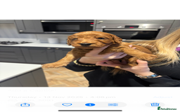 Cockapoo dogs for sale: Beautiful deep red f1b cockapoos  - Image 6