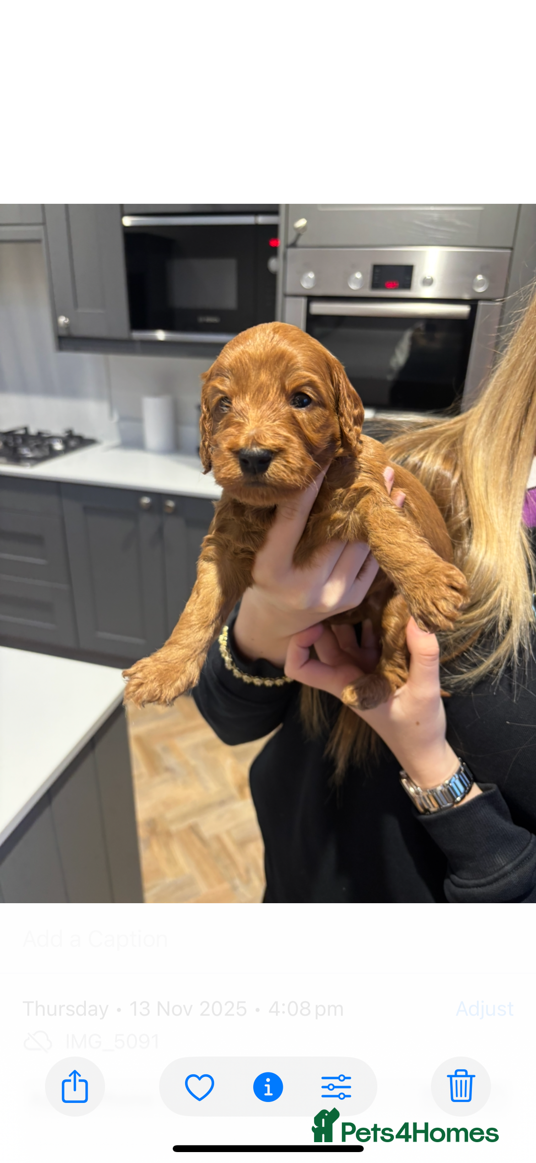 Cockapoo dogs for sale: Beautiful deep red f1b cockapoos  - Image 6
