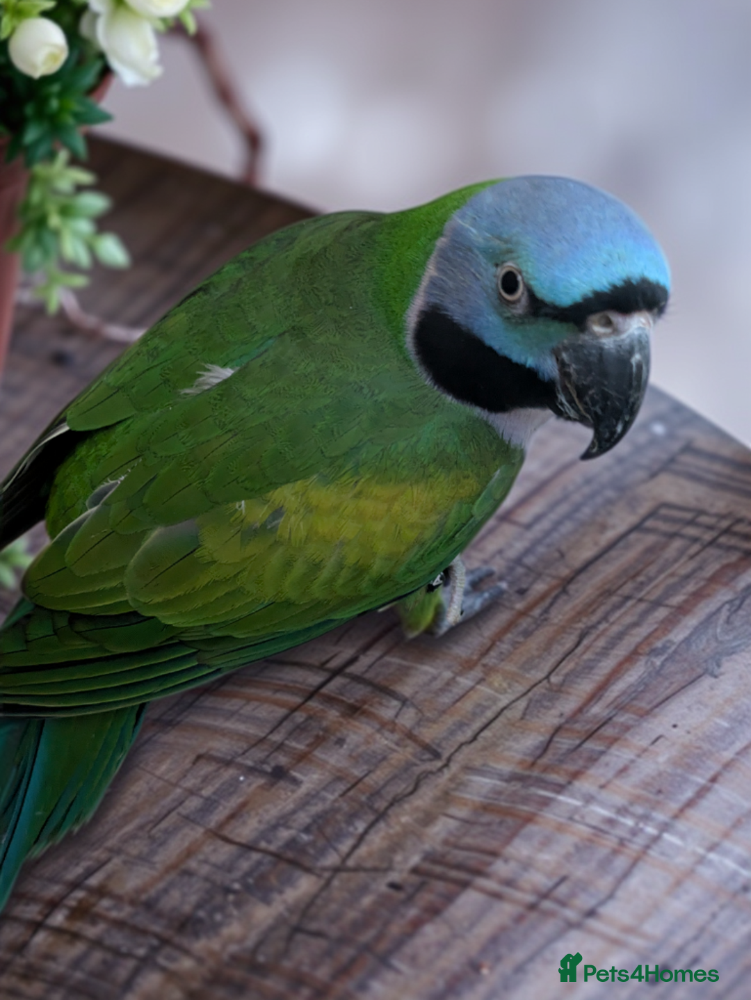 Parakeets birds for sale: Chinese Parakeet Derbyan Parakeet friendly - Advert 27