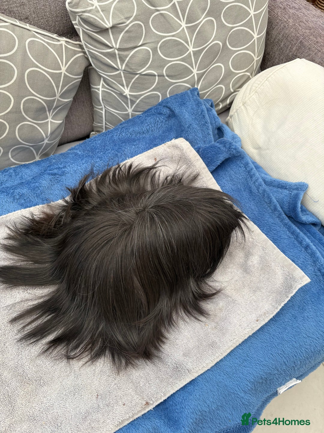 Guinea Pig rodents for sale: Peruvian guinea pig boar ( male ) - Image 5