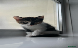 Domestic Shorthair cats for sale: SERIOUS HOMES ONLY - Image 6