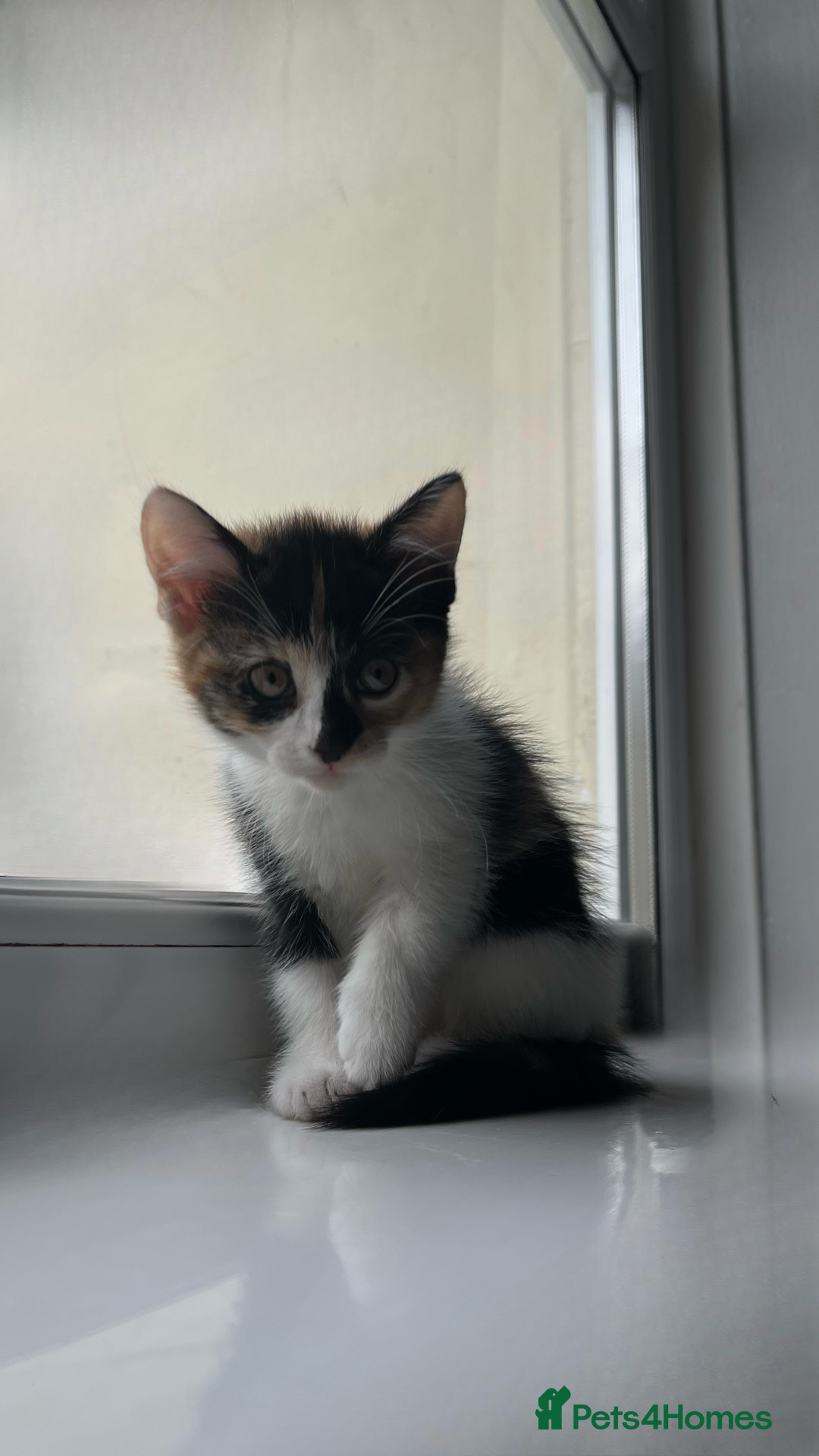 Domestic Shorthair cats for sale: SERIOUS HOMES ONLY - Image 6