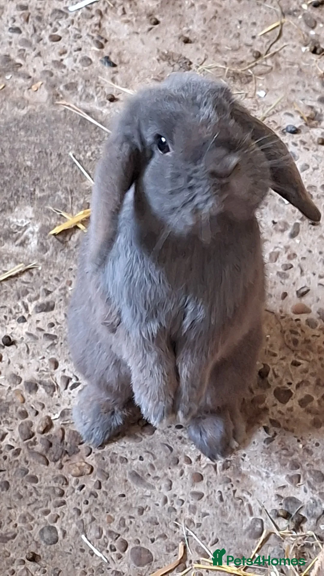 Gallery Image {{count}}