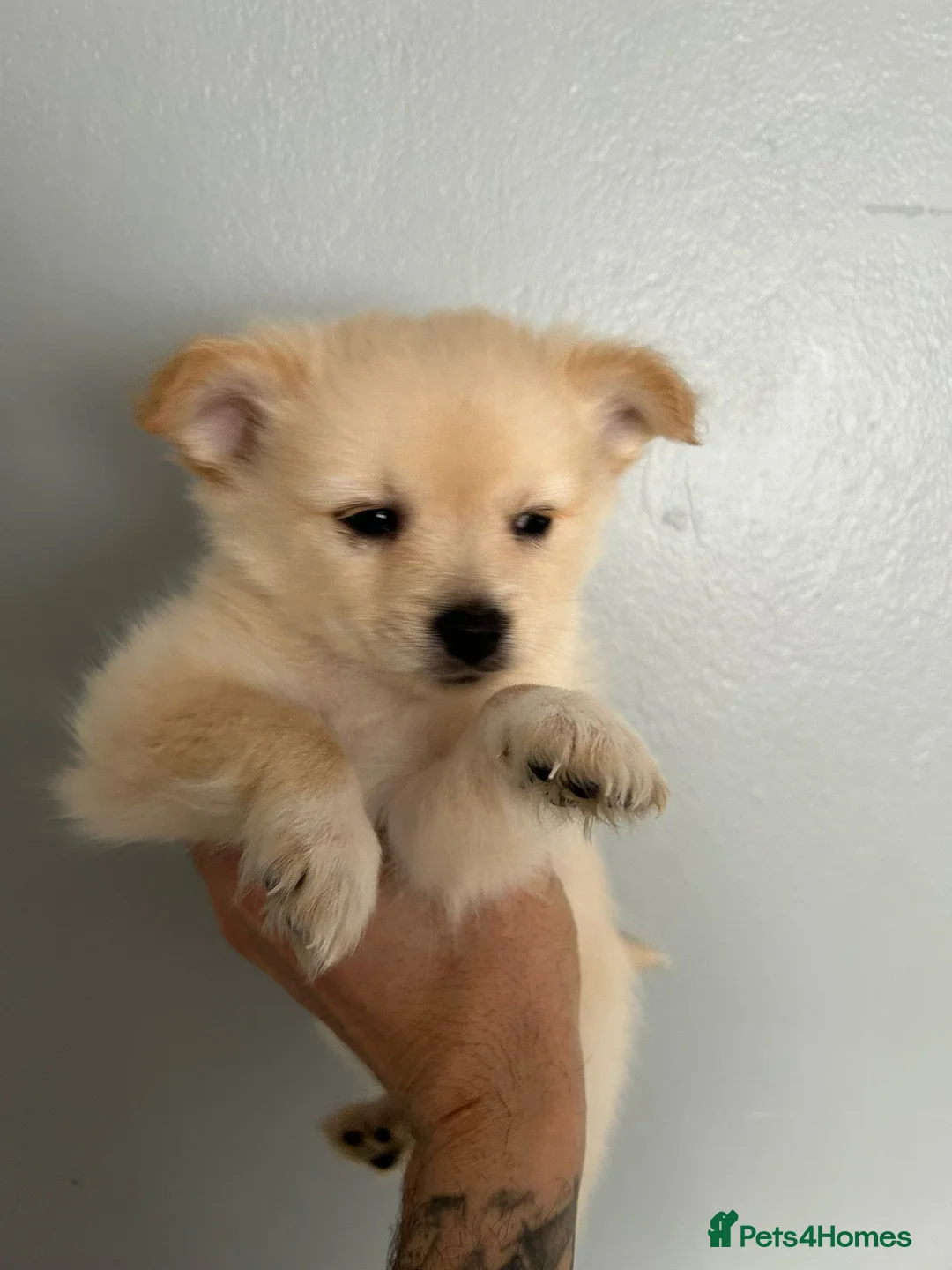 Pomeranian dogs for sale: Beautiful Pomeranian Puppies - Advert 9