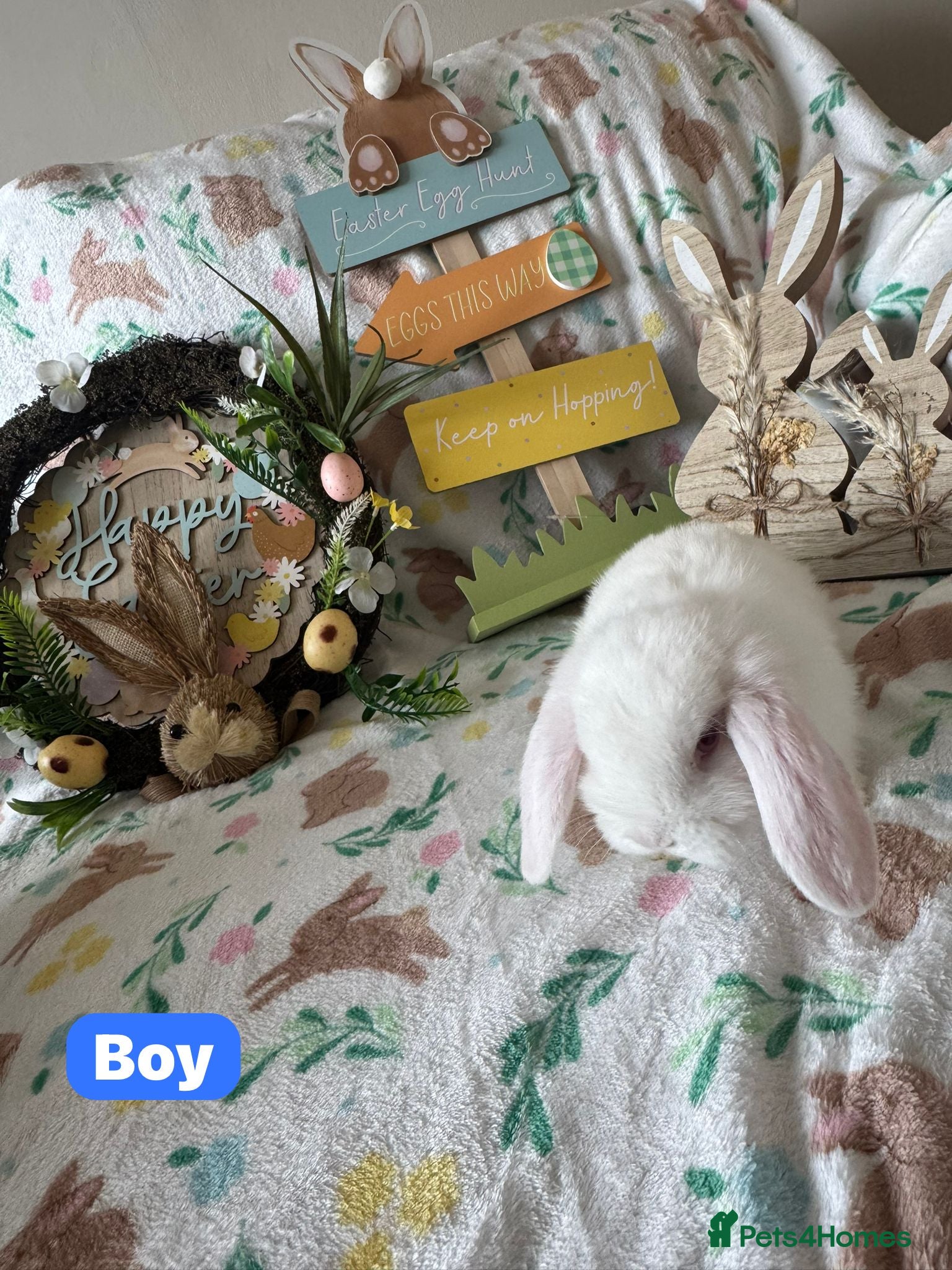 Mini Lop rabbits ✨READY TO LEAVE NOW- Mini Lops for sale✨ - Advert 19