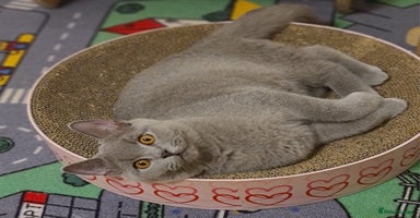 British Shorthair cats - Advert 11