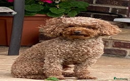 Toy Poodle dogs for stud: Proven red toy poodle For stud  ( Health tested )  in Rotherham - Image 1